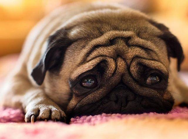 sad pug